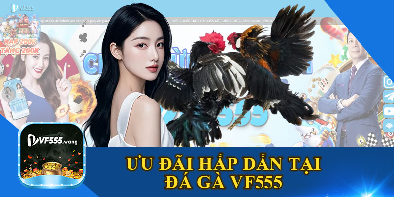 Ưu Đãi Hấp Dẫn Tại Đá Gà VF555